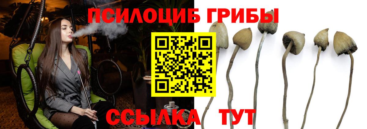 Псилоцибиновые грибы Psilocybine cubensis  Галлюциногенные грибы мицелий  Вход с VPN  Краснознаменск 
